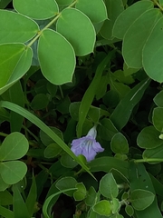 Ruellia patula
