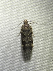 Chionodes bicostomaculella