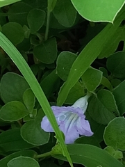 Ruellia patula