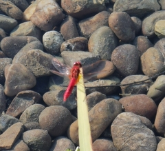 Crocothemis erythraea