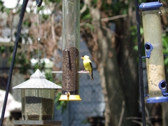 Spinus tristis