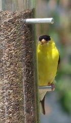 Spinus tristis