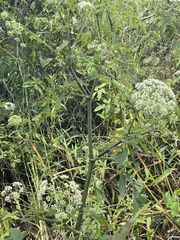 Cicuta mexicana