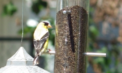 Spinus tristis