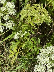 Cicuta mexicana