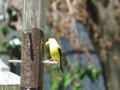 Spinus tristis