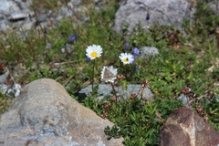 Pyrausta aerealis