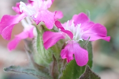 Silene dioica