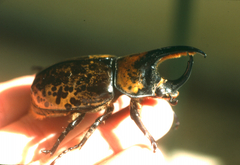 Dynastes hyllus