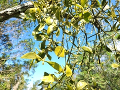 Phoradendron dipterum