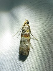 Dioryctria pygmaeella