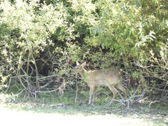 Hydropotes inermis inermis