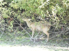 Hydropotes inermis inermis