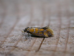 Promalactis procerella