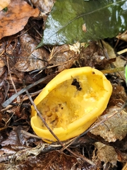 Otideaceae