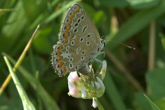 Polyommatus icarus