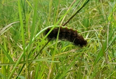 Insecta