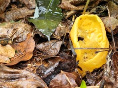 Otideaceae
