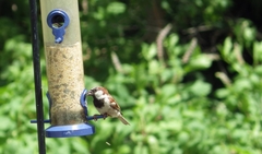 Passer domesticus