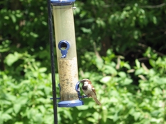 Passer domesticus