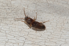 Elateridae
