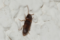 Elateridae