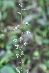 Desmodium affine