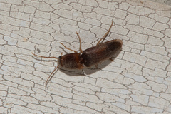 Elateridae