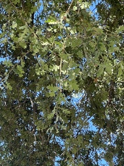 Quercus lobata