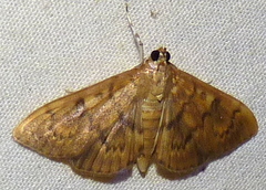 Psara obscuralis