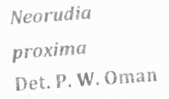 Neorudia proxima