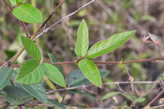 Desmodium affine