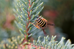 Vespula alascensis