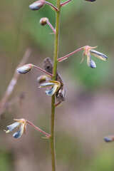 Desmodium affine