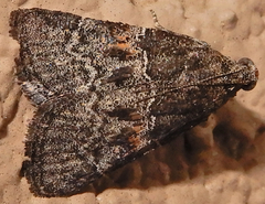 Satole ligniperdalis