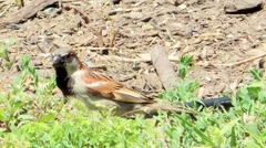 Passer domesticus