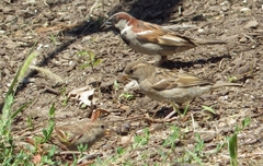 Passer domesticus