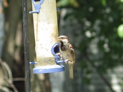 Passer domesticus