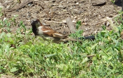 Passer domesticus