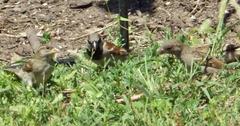 Passer domesticus