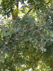 Quercus lobata