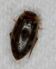 Coptotomus