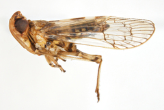 Parahydriena hyalina