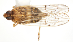 Parahydriena hyalina