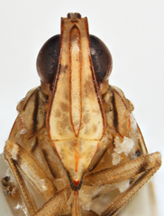 Parahydriena hyalina