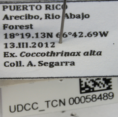 Parahydriena hyalina