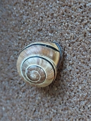 Cepaea nemoralis