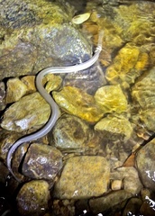 Opisthotropis lateralis