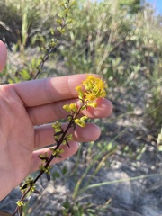 Solidago hispida huronensis