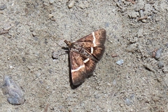Pyrausta cingulata